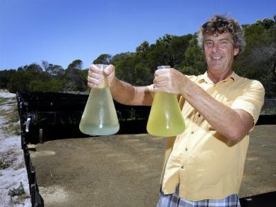 Worms clear the way for prawn farming improvements
