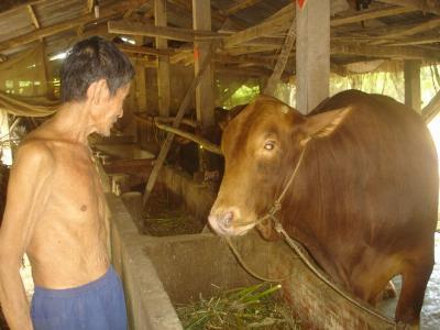 Phát triển đàn bò thịt cao sản