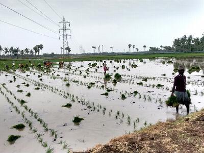 The ancient practice of paddy-cum-fish culture