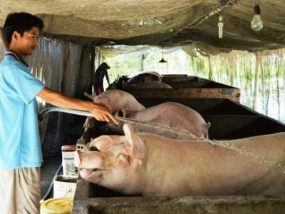 Giá lợn hơi giảm mạnh, khó bán: Nông dân chờ Chính phủ giải cứu