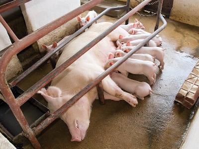 3 strategies for successful piglet creep feeding