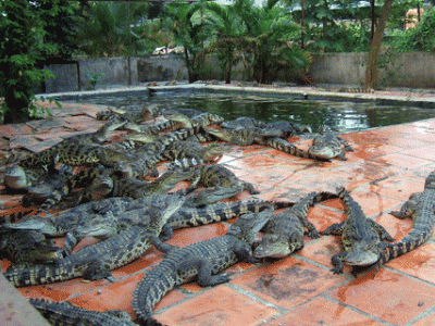 Phụ thuộc thị trường Trung Quốc, cá sấu Việt khó bơi xa