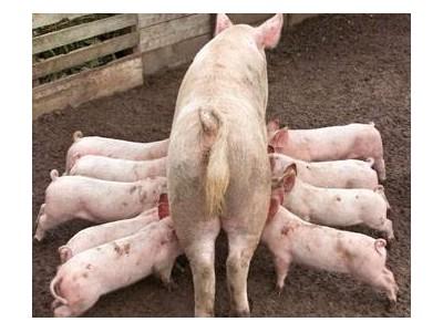 Targets for weaned piglet feed intake