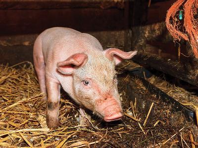 6 major piglet diarrhea causes and their management