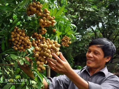 Tái cơ cấu nông nghiệp ở Hưng Yên: Đạt 150 triệu đồng/ha canh tác