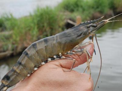 Organic Acids Enhance Tiger Shrimp Resistance to Vibrio Harveyi