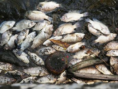 Hanoi announces causes of mass fish deaths after months of investigation