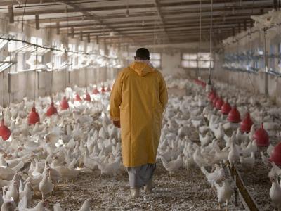 5 broiler health priorities identified by USDA