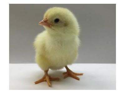 Overheating in incubation and its impact on broiler performance