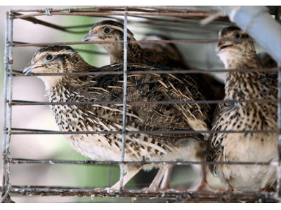 Kỹ thuật nuôi và cách chăm sóc chim Cút lợi nhuận cao