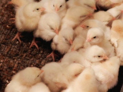 What role does feed form, particle size play in broiler feed?