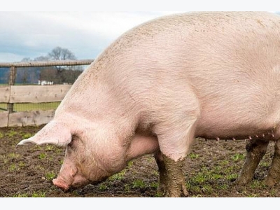Pig keepers warned not to feed kitchen scraps to pigs due to African swine fever risk
