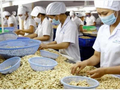Cashew Industry for stable solutions for raw material