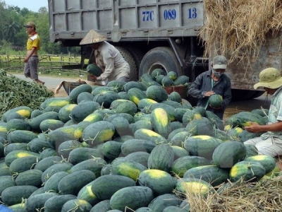 Vietnamese, Chinese firms ink watermelon trade deals