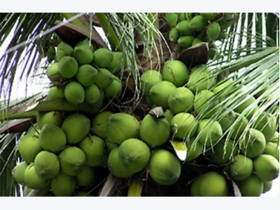 Bón phân đầu trâu cho cây dừa