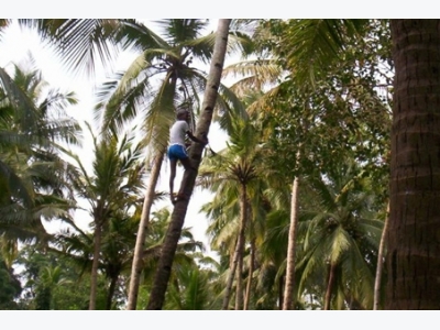 Phát triển dụng cụ canh tác giúp cải thiện năng suất trồng dừa