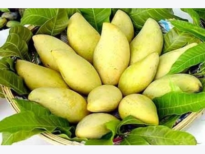 Vietnamese mango clears its way to US market