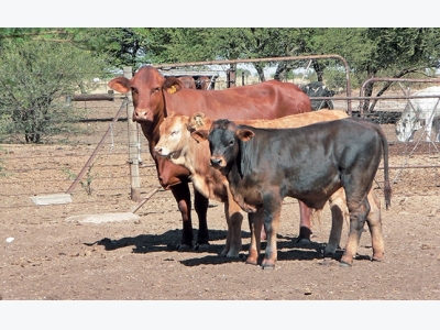 Twinning in cattle: benefits vs cost