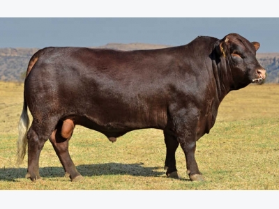 Beef cattle conformation basics