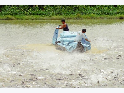 An Giang: Phát triển nuôi trồng, chế biến cá tra bền vững