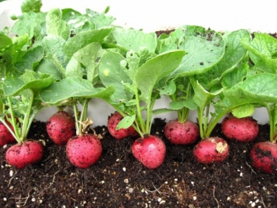 Trồng củ cải đỏ tại nhà xanh và sạch một tháng có thể thu hoạch