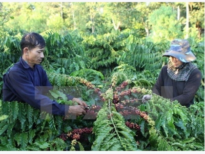 National project seeks to improve coffee quality, develop premium brand