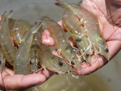 Experiences in shrimp genetic improvement in seven countries