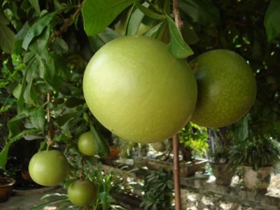 Kỹ thuật trồng cây Đào tiên vừa làm cảnh vừa lấy quả chữa bệnh cực tốt