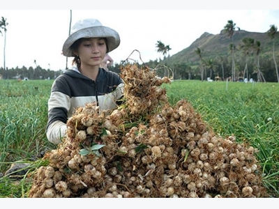 Japanese garlic may overtake Ly Son garlic fields on Ly Son island