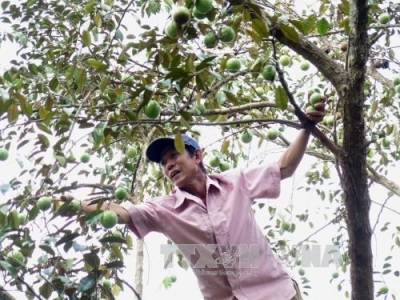 Tien Giang star-apple fruit breaks into US market