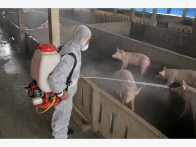 Khử trùng chuồng trại thường xuyên để tăng năng suất chăn nuôi lợn