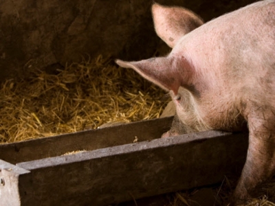 Researchers question efficacy of low-protein, high-fiber diets on pig development