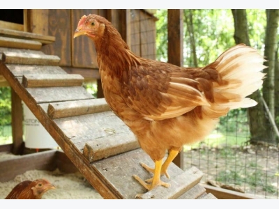 How to Build a Chicken Coop