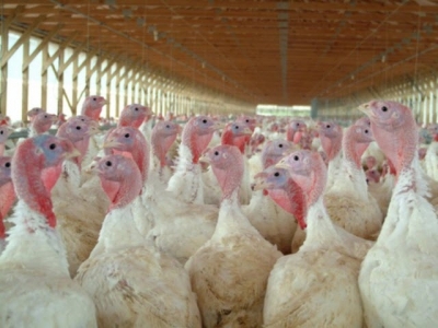 Extra vitamin D may protect poultry during a coccidial challenge