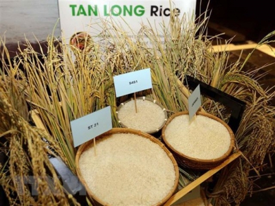 Vietnams rice exports hit 5.2 million tonnes in ten months