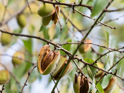 Almond industry feed targeted research looks to dairy and beyond