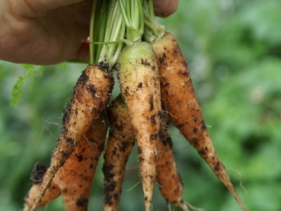 Eelworms love carrots