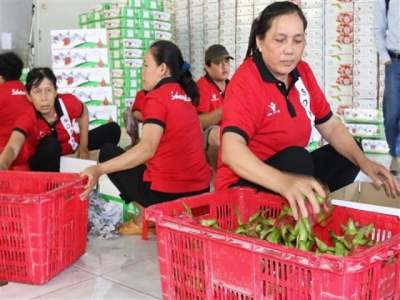 Finding solutions to brand Vietnamese agricultural products to be not robbed abroad