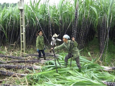 Hòa Bìnhs safe farm produce promoted in Hà Nội