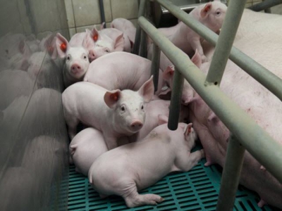 Lactating-gestating sows need high feeding levels