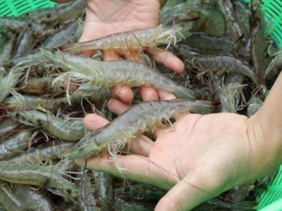Việt Nam has opportunity to boost white-leg shrimp exports to EU