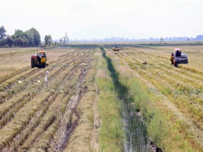 Kiên Giang rice output exceeds full-year target