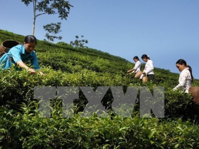 Vietnam cultivates 125,000 hectares of tea