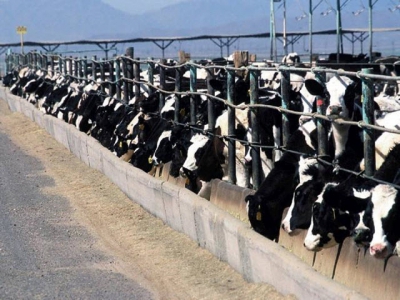 How nutrition influences dairy cow health, immunity