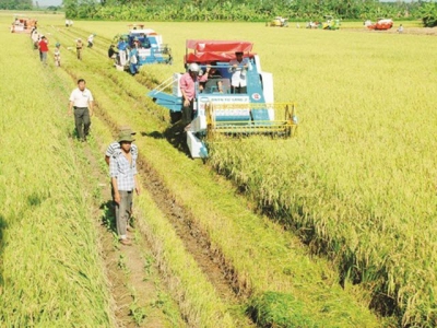 Agriculture must remove the barriers in land accumulation for taking off