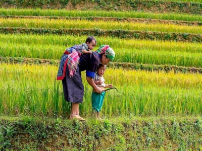 Asia rice: Indian rates up on firmer rupee; Thai harvest to shore up stocks