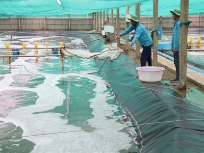 Bến Tre aims to increase aquaculture area to 50,000ha