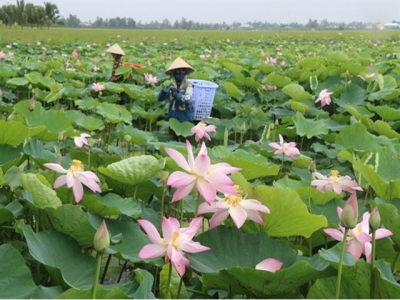 Dong Thap rice farmers switch to other crops, incomes rise