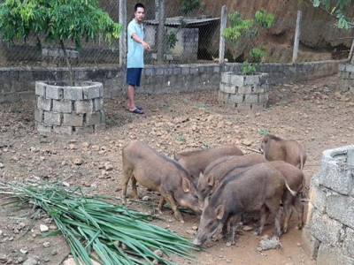 Lập nghiệp thành công nhờ đa dạng chăn nuôi trang trại gắn với các doanh nghiệp