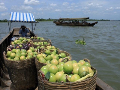 Tiền Giang star apples set for export to the US